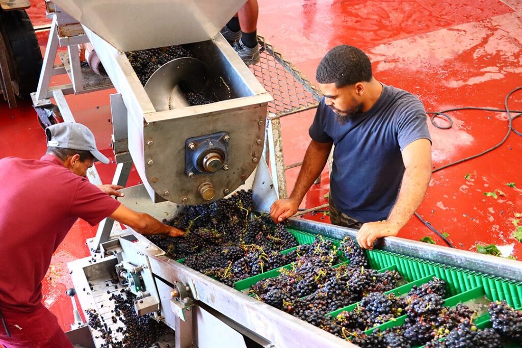 Practical in the cellar Archives - Wineland Media