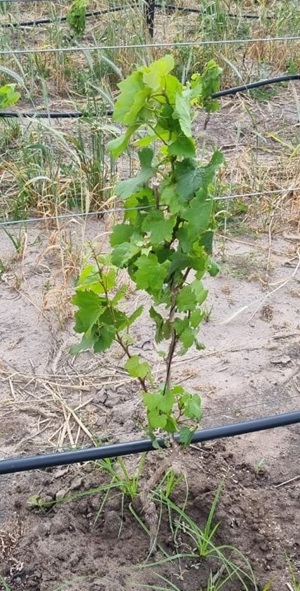 Trellising Process Establishing a vineyard with uber vines